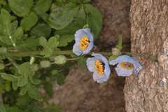 Meconopsis aculeata